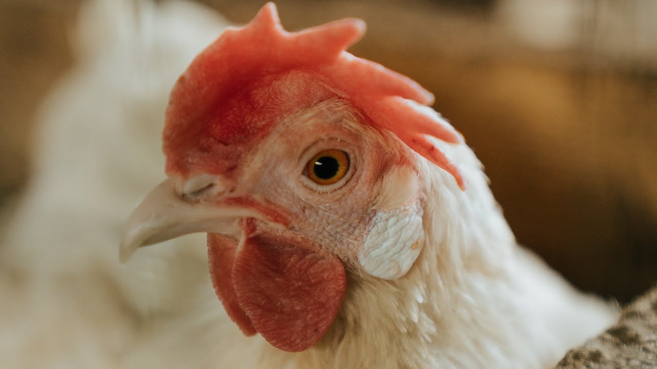 Vitaminli cücə yeminin hazırlanma qaydası