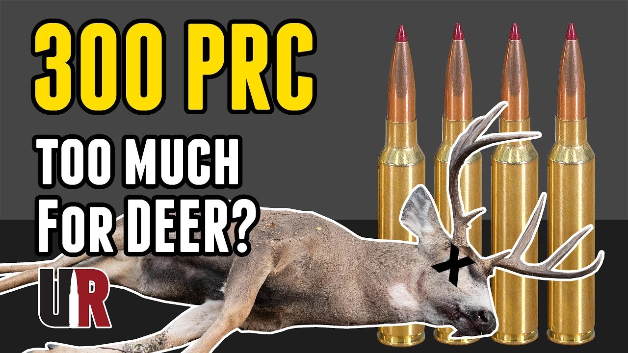 Is 300 PRC Too Much for Deer? Field Results!
