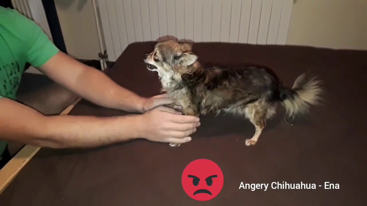 Angery Chihuahua