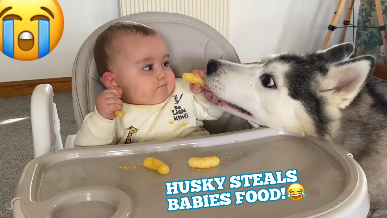 Baby Giggles Every Time Husky Tries To Steal Her Food!!😭. [CUTEST VIDEO EVER!!!!]