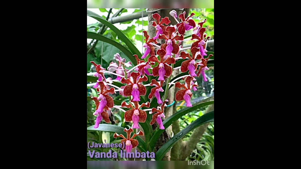 Native Vanda Orchids of the Philippines