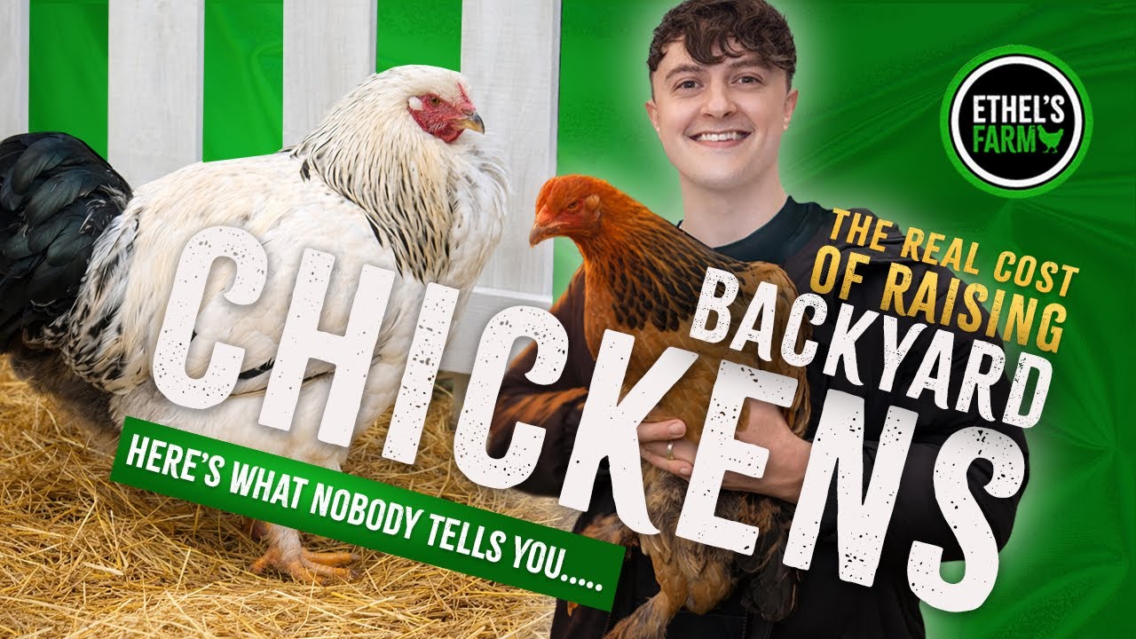 The REAL Cost of Raising Backyard Chickens 🐔 | Brahma Chickens in 4K | Ethel’s Farm