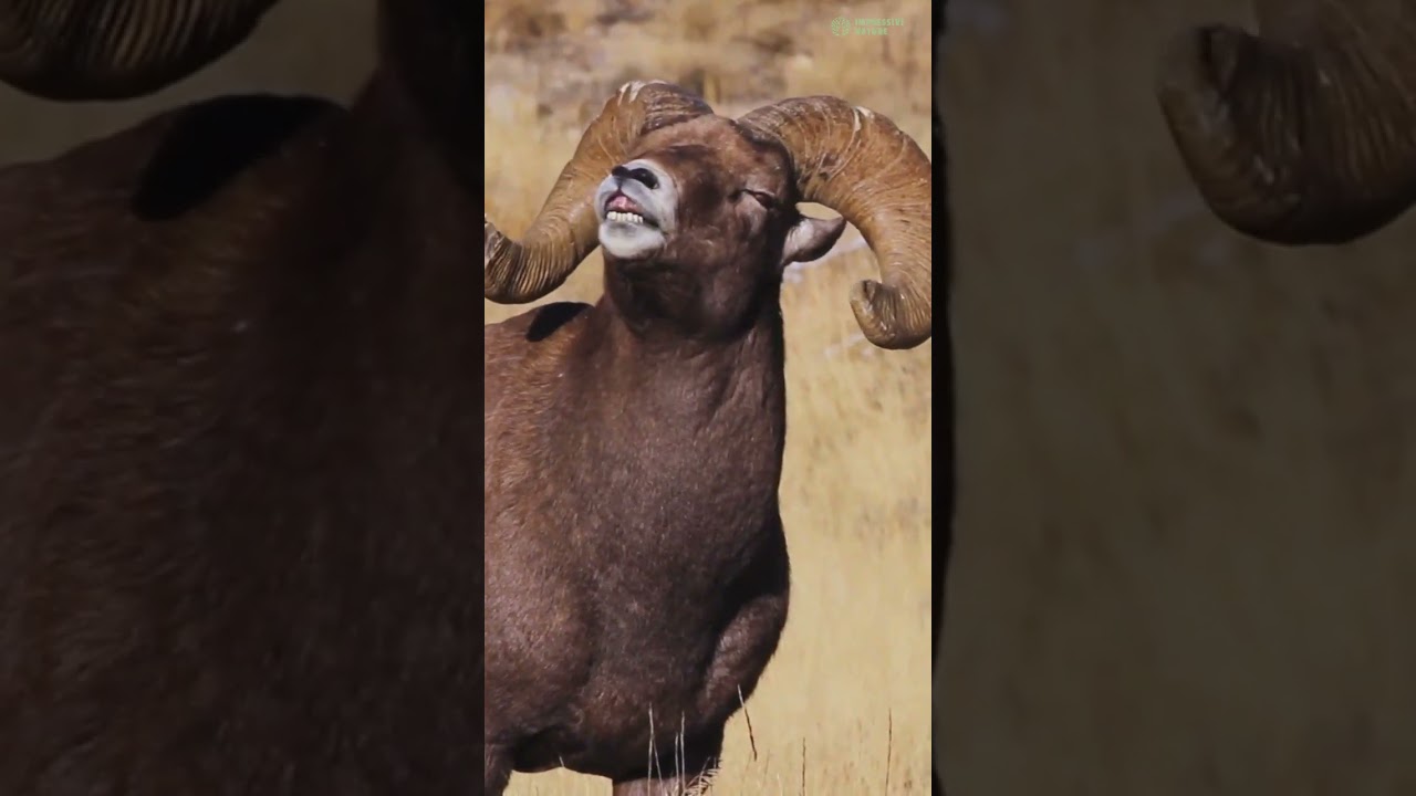 Five Fascinating Stages of Ram Courtship