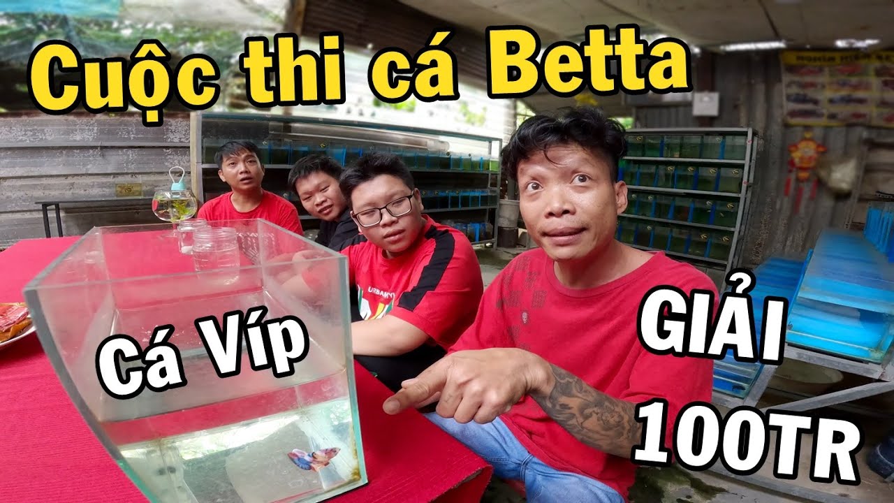 Cuộc Thi Cá Đẹp Ý Nghĩa Phần Thưởng 100 TRIỆU Cùng Anh Nhí Betta