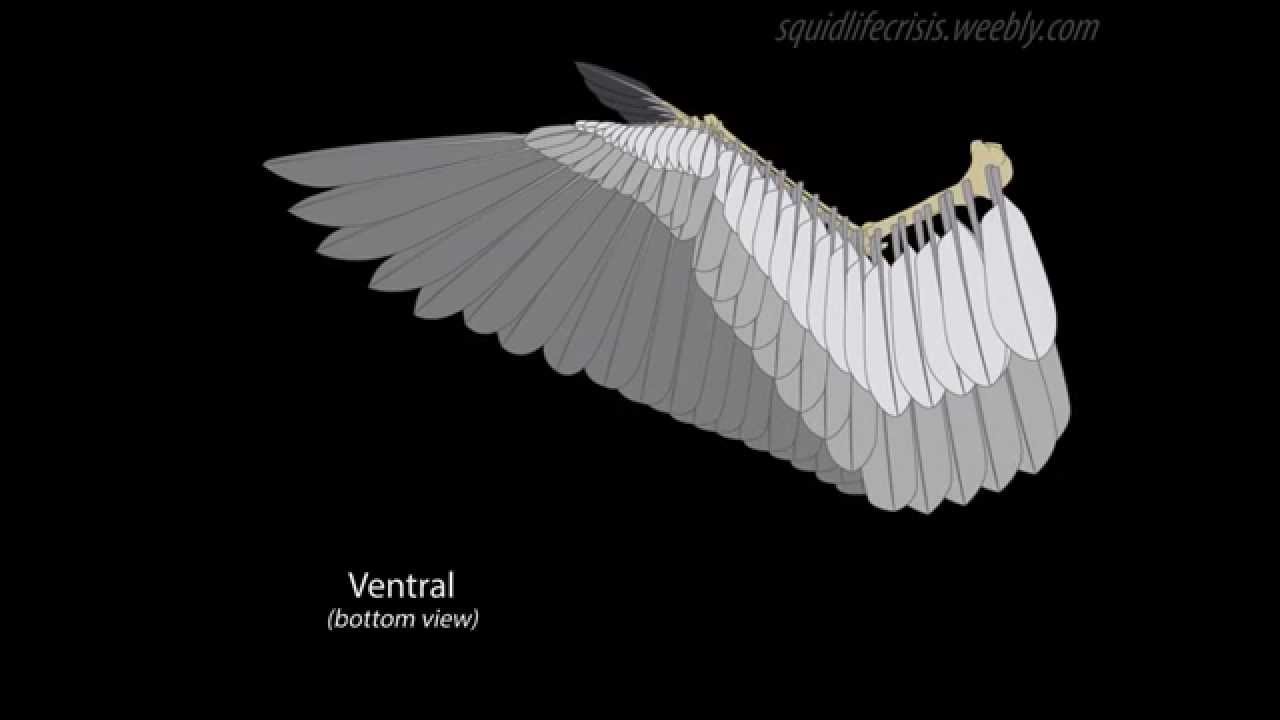 Bio Animation: Wing Spread & Fold