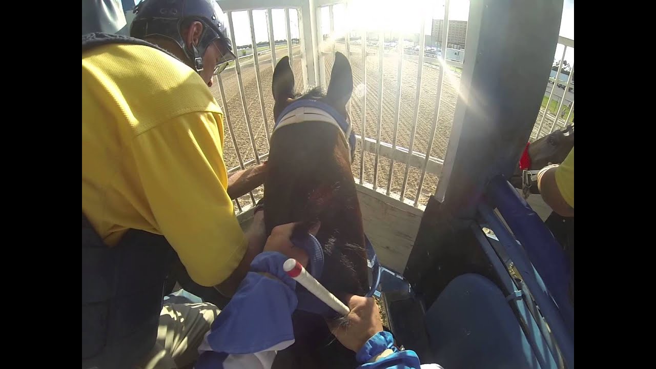Trey Ellis trained horse, jockey cam