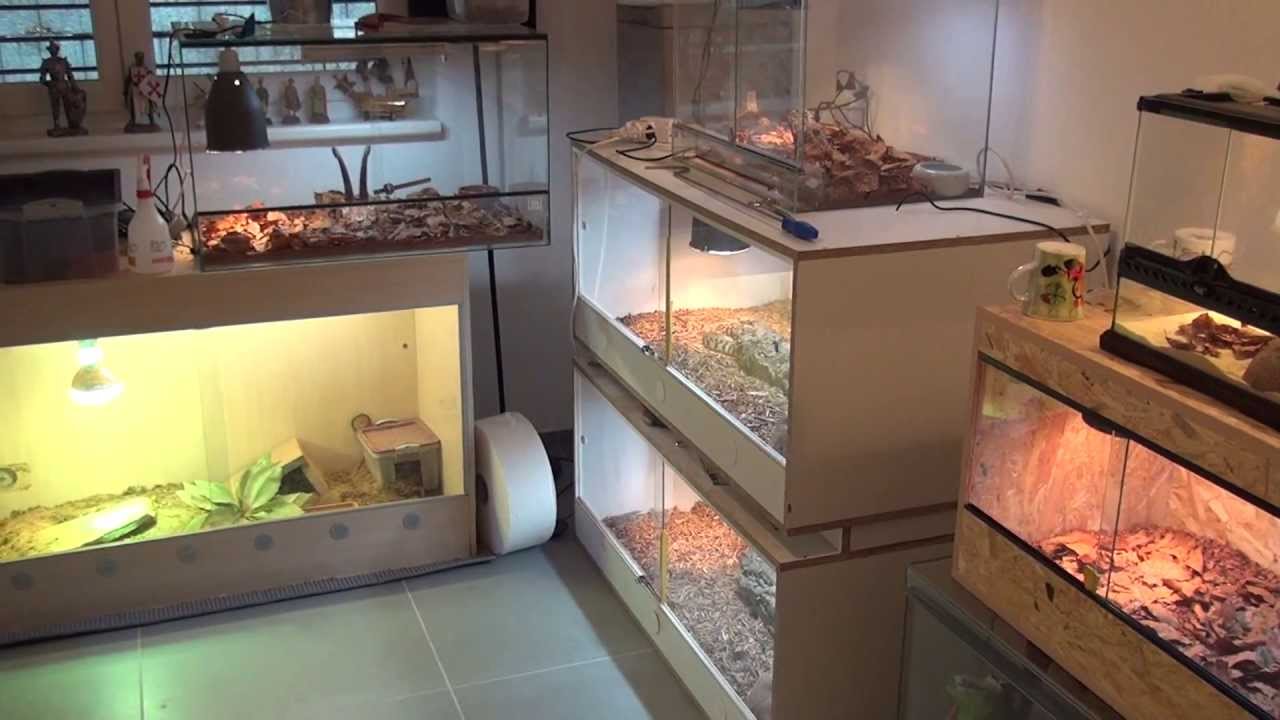 New Reptile Room and New Snakes!!!