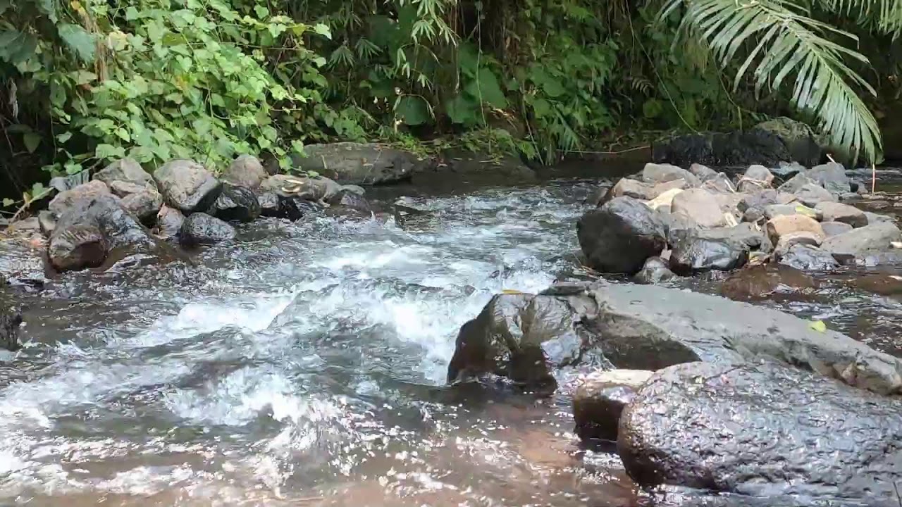 Relaxing River Sound for Study & Focus -  Forest Stream Ambience