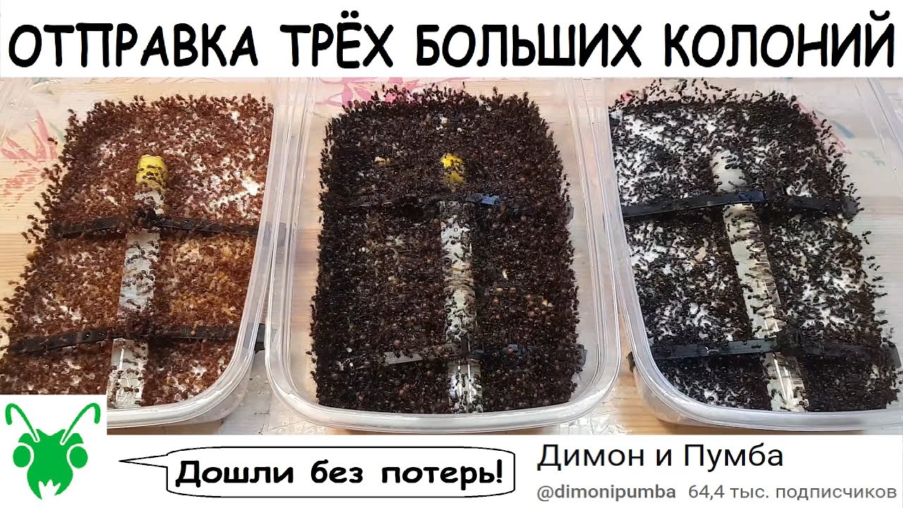 Отправка 5000 муравьёв! Pogonomyrmex barbatus, messor barbarus, messor capitatus!