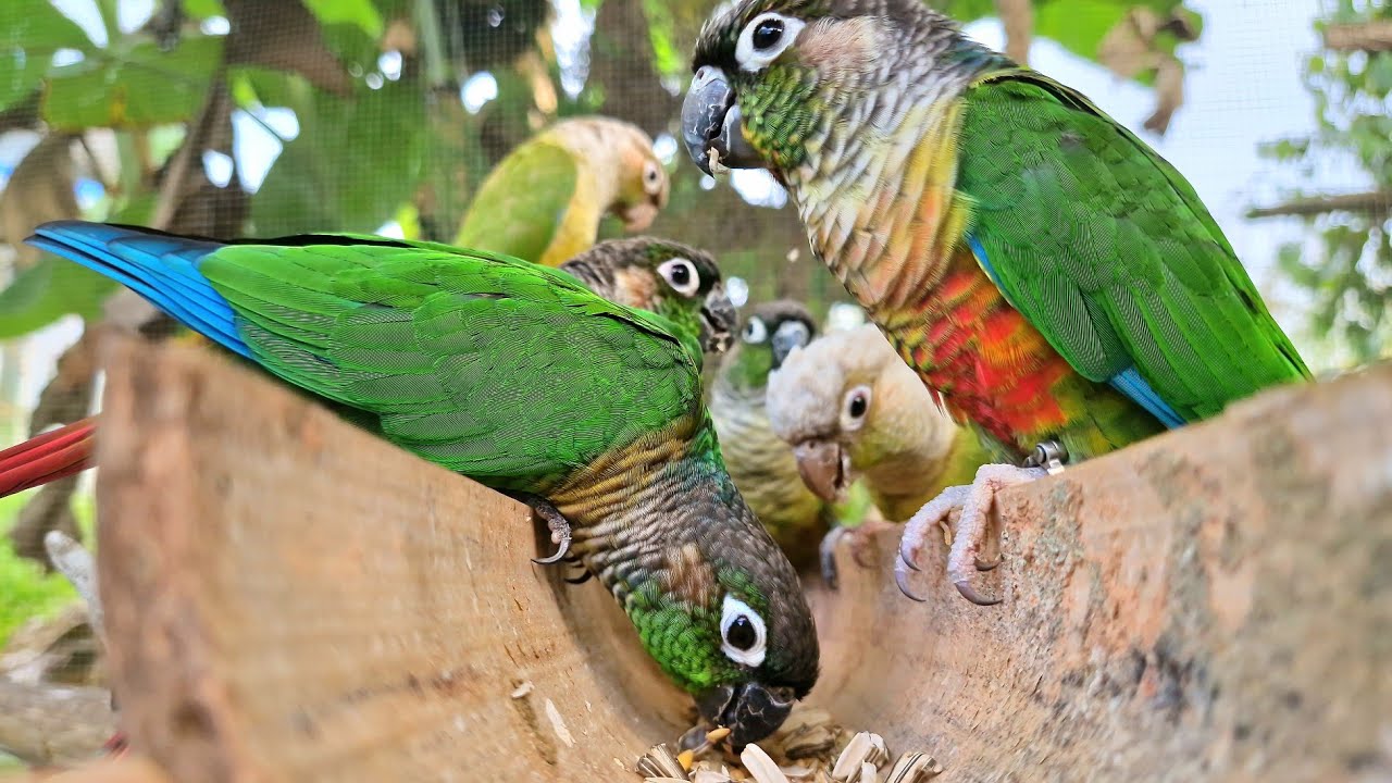 I am happy every time I see it eating. Green cheek conure parrot sound.