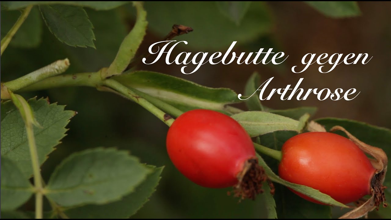 Hagebutte gegen Arthrose - Viriditas Heilpflanzen-Video