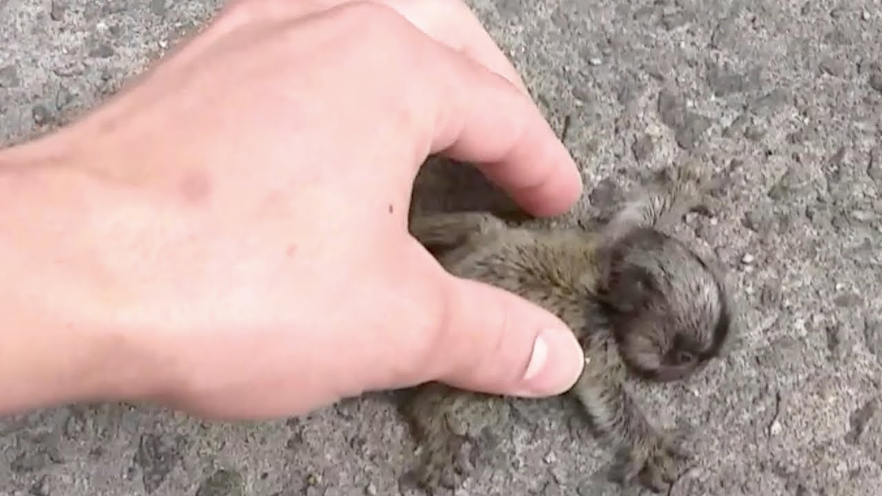 Das Tierbaby zittert vor Angst, als die Hand nach ihm greift. Doch es wird wieder mit Mutter vereint