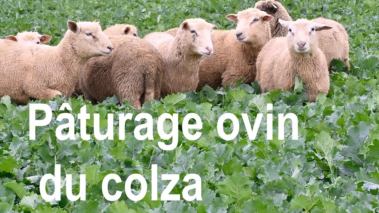 Faire pâturer ses colzas à l'automne par des moutons ?