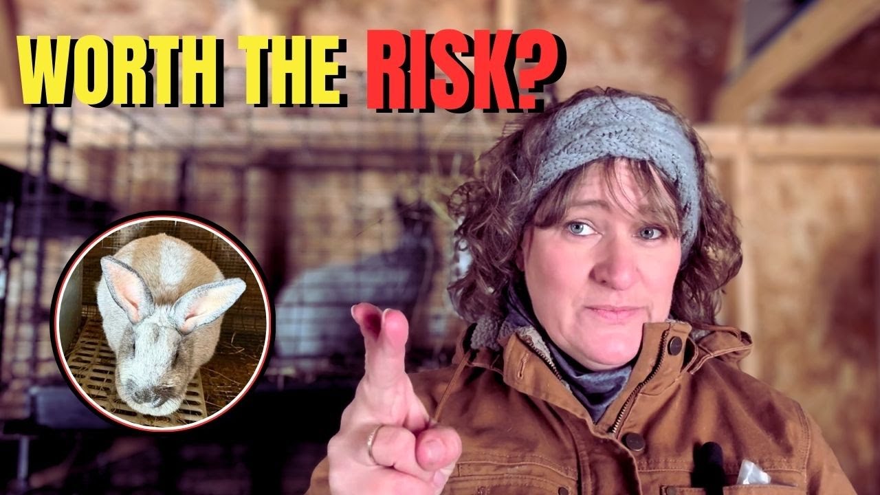 The Bottom Line on Linebreeding Meat Rabbits