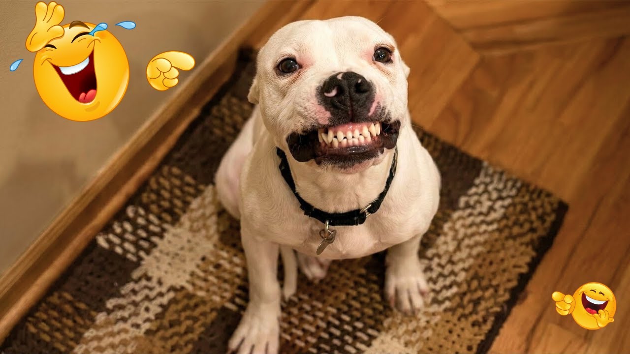 When Dogs Get Scared Of Talking 🐶 The Funniest Parrots On The Internet 😂