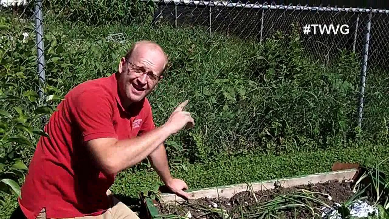 Shredded paper As Mulch - Quick Tip