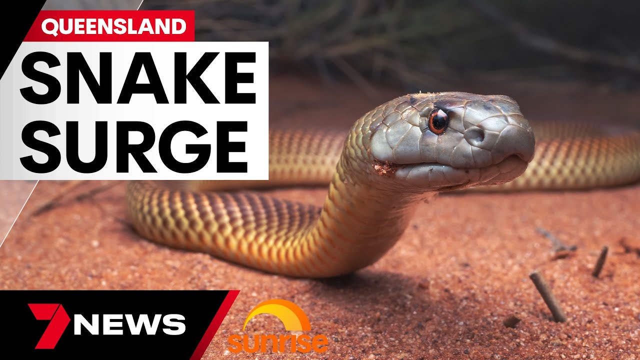 Snake surge hits Queensland following weather chaos | 7 News Australia