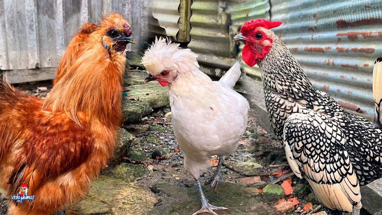 Mis Polacas, Sedosas y Sebright 🔥Actualización de las Gallinas de Raza