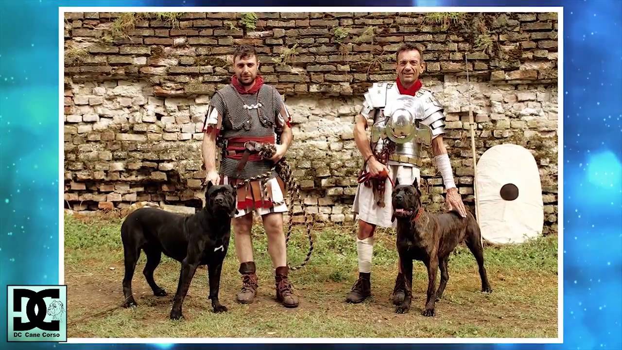 Cane Corso, Historia y Temperamento.