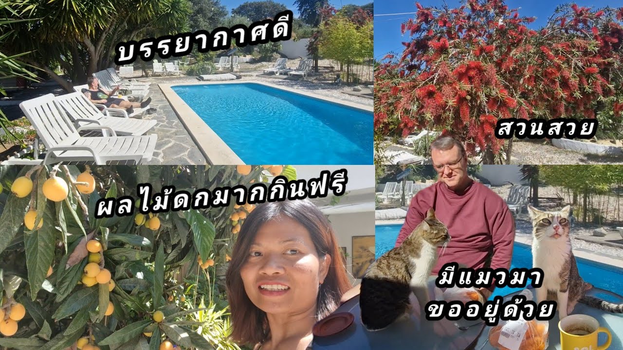 พาชมรอบๆบังกะโล วันนี้อาบแดดเล่นน้ำพักผ่อนให้เต็มที่ ชิมผลไม้ฟรีในบังกะโล น้องเหมียวตามไม่ห่างเลย