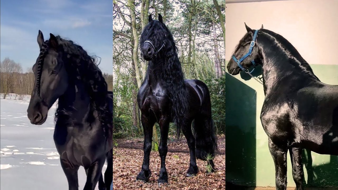 Incredible Friesian Horses pt 4