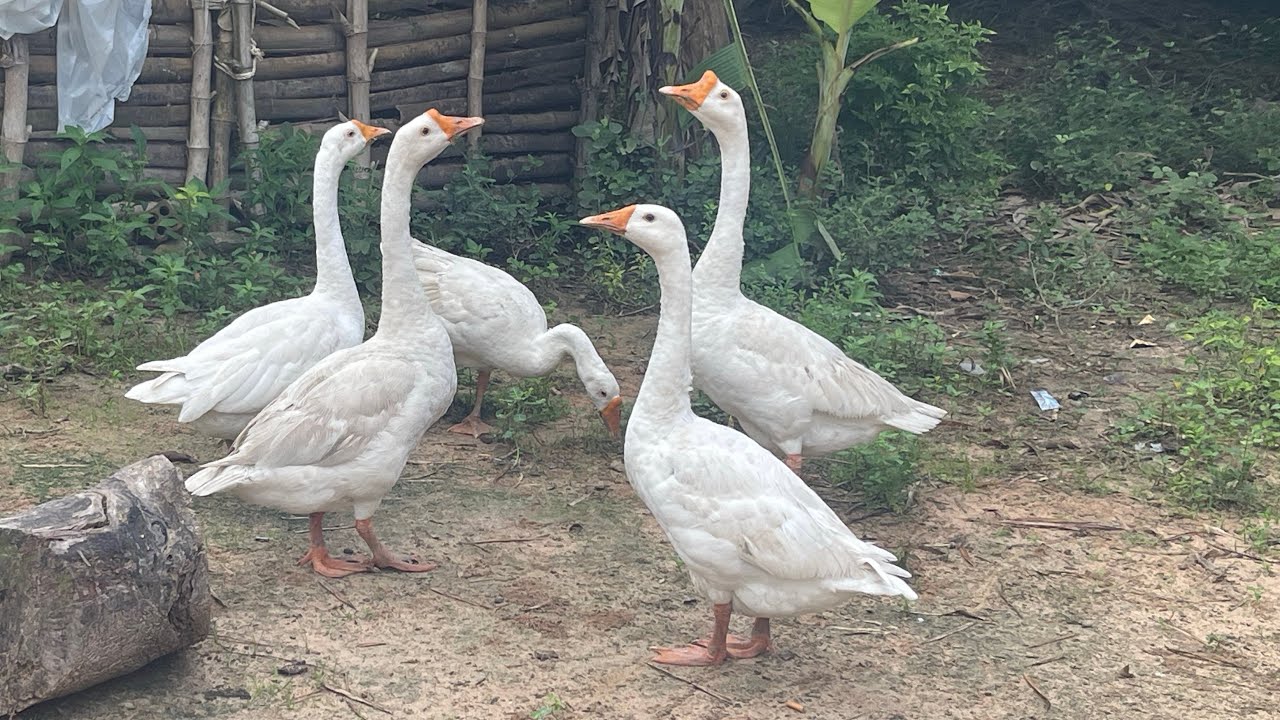 Geese family