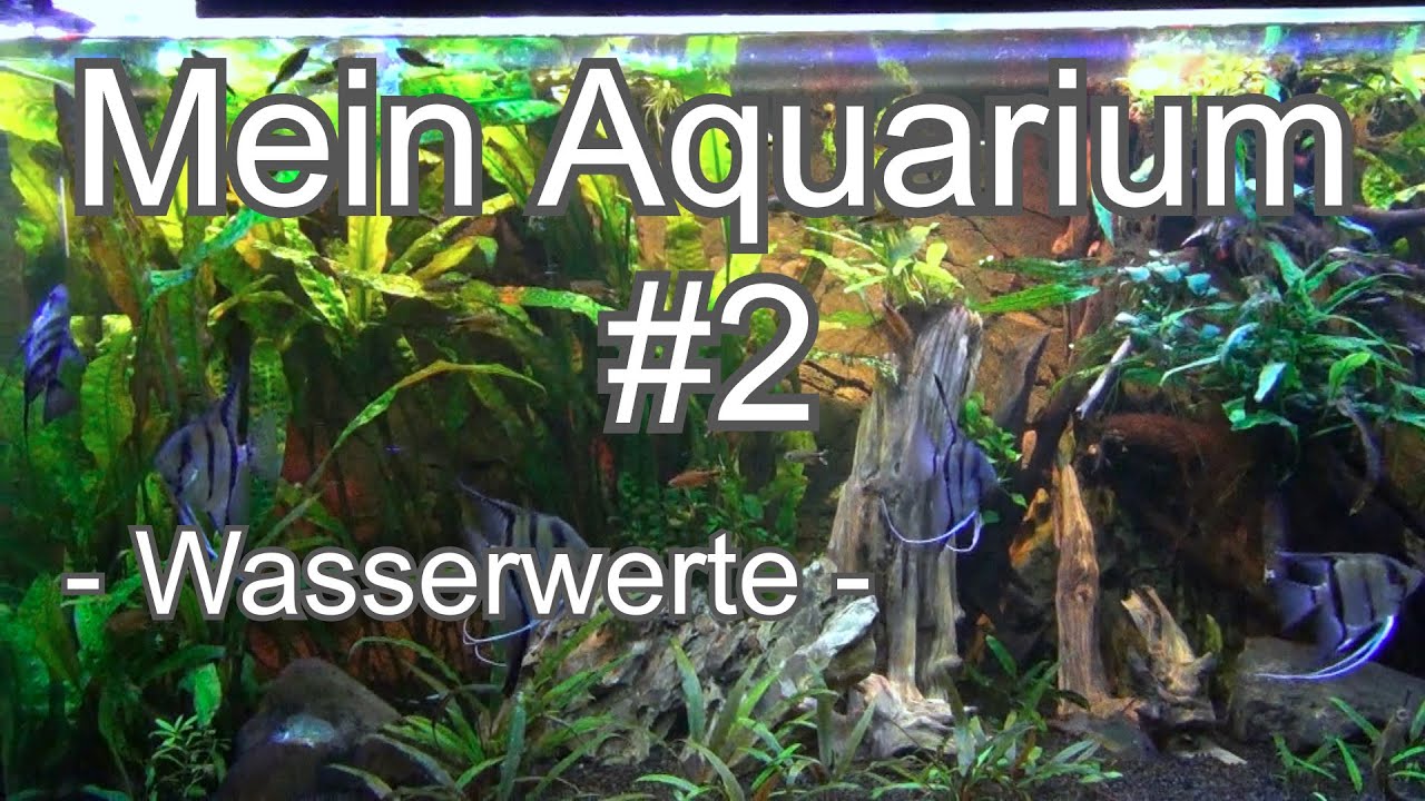 Aquarium, einfach und unempfindlich (#2)  die Wasserwerte