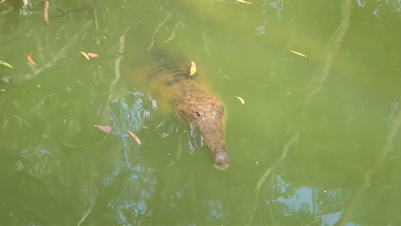 Part 3 Hartly,s Crocodile  Adventure,s