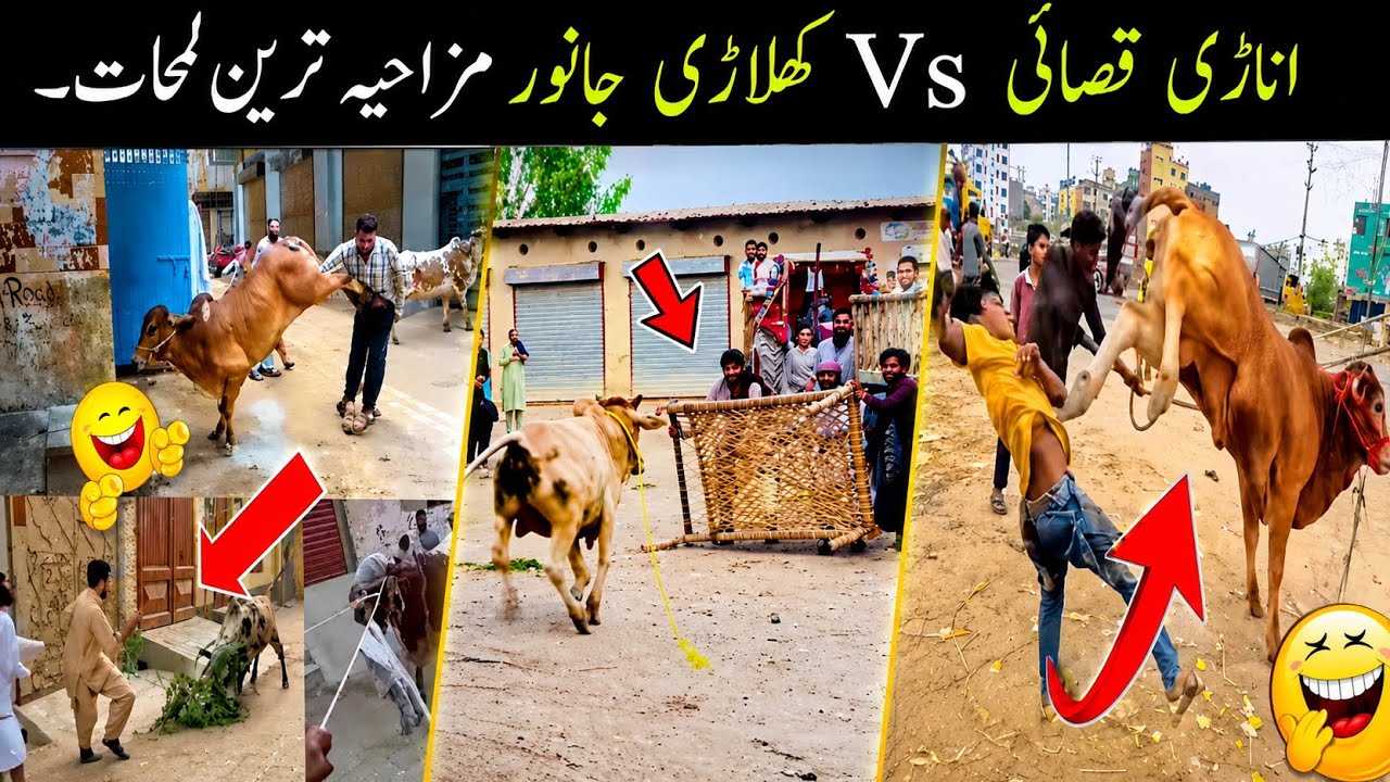 Anari Qasai Vs Khiladi Qurbani Animals Funny Videos 😂 | Funny Qurbani Animals 2026