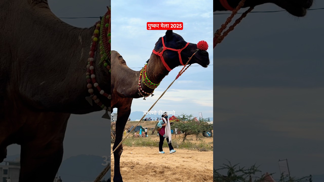 pushkar market, pushkar talwar, pushkar shorts, pushkar mandir, pushkar tample