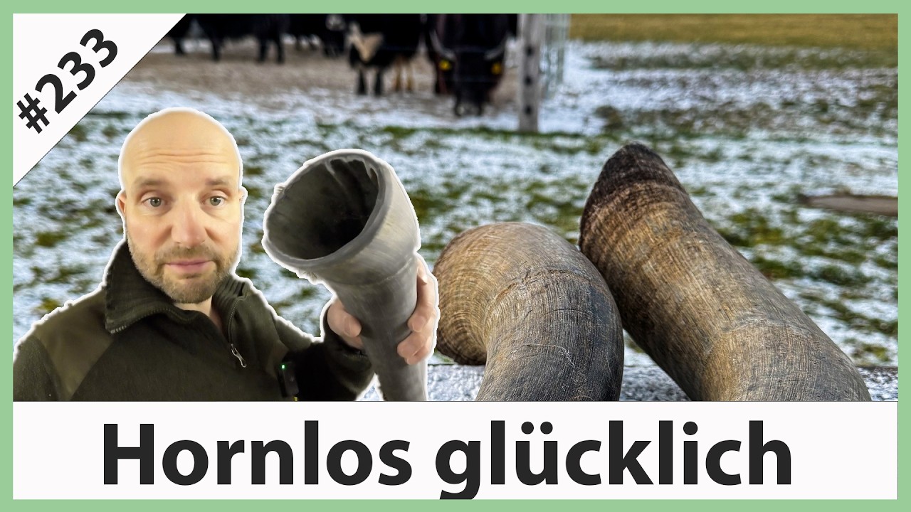 Experiment Trinkhorn - Wie man aus einem Yakhorn saufen kann