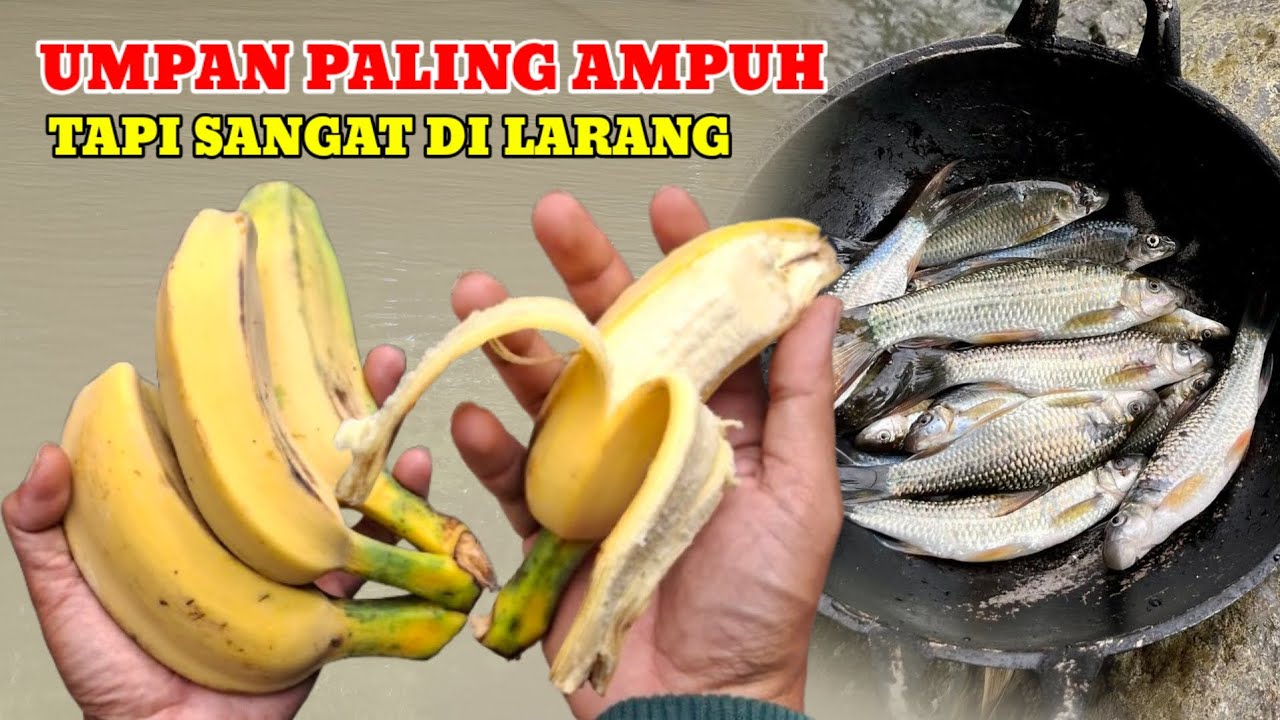 ALAMAT DI USIR‼️KALAU MAKSA PAKAI UMPAN INI