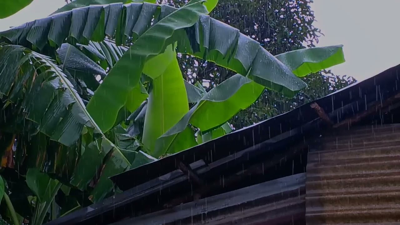 Restorative Sleep With Pounding Rain And Eerie Thunder On An Ancient Tin Roof