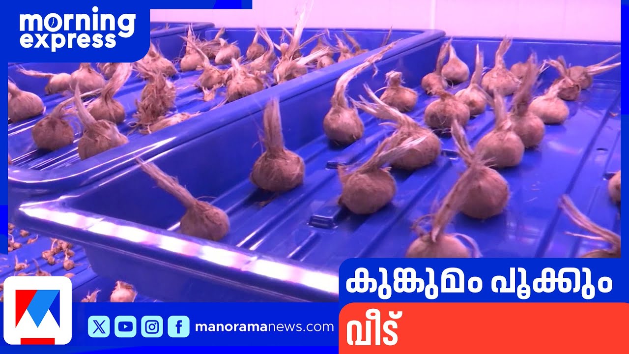 കാശ്മിരി കുങ്കുമപ്പൂവ് ഇനി തൃശ്ശൂരിലും പൂക്കും ​| Saffron ​|Thrissur | james kappani