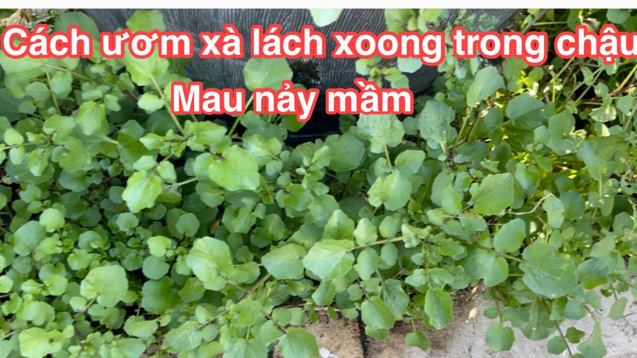 🇺🇸Cách ươm và trồng xà lách xoong trong chậu , trên cạn mau nảy mầm