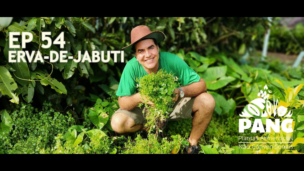 EPISÓDIO 54 - ERVA-DE-JABUTI | #pancnaveia #valdelykinupp