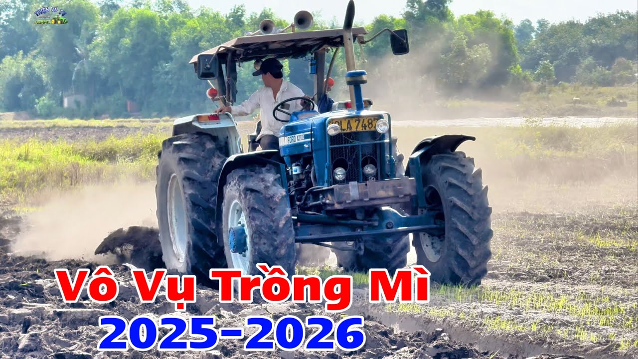Nắng Lại Mấy Ng&agrave;y B&agrave; Con T&acirc;y Ninh Trồng M&igrave; Nhanh Qu&aacute;