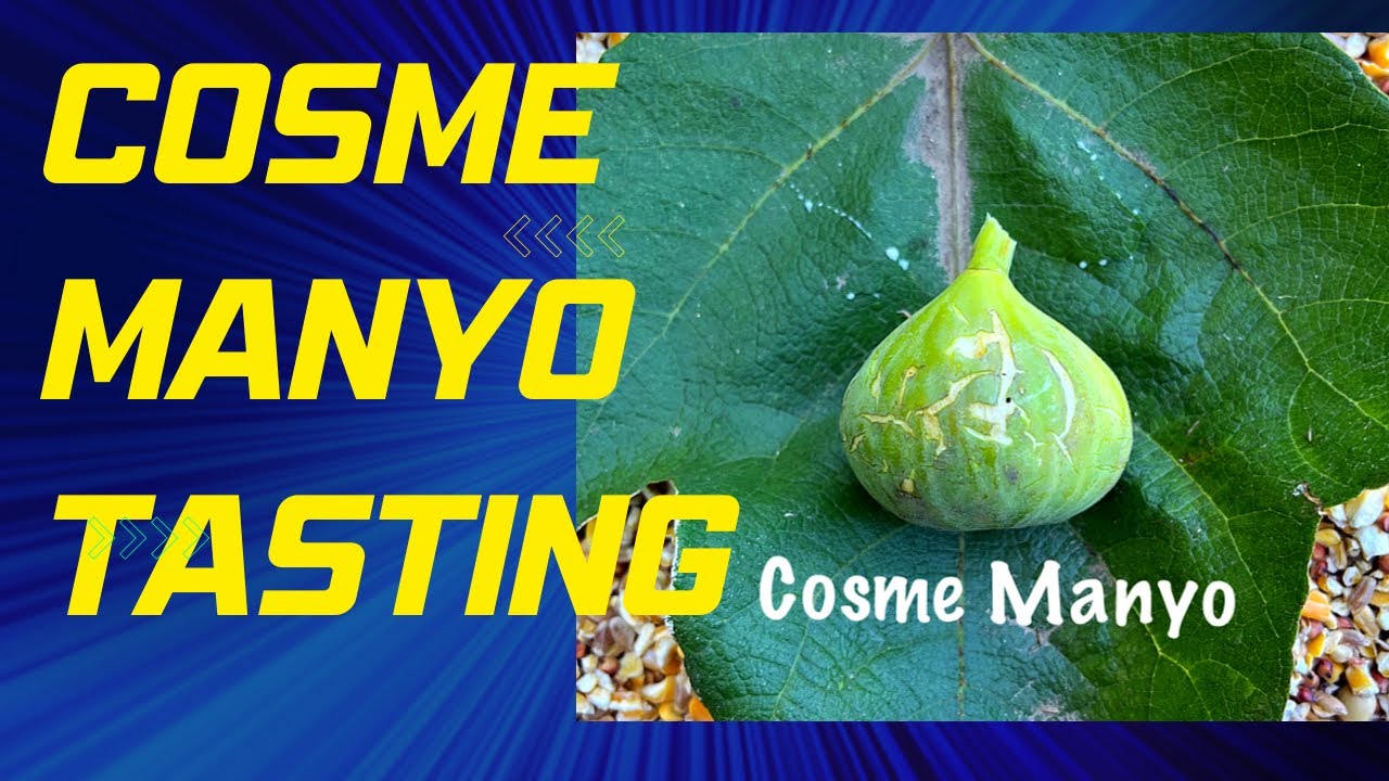 Cosme Manyo Tasting! Fantastic!