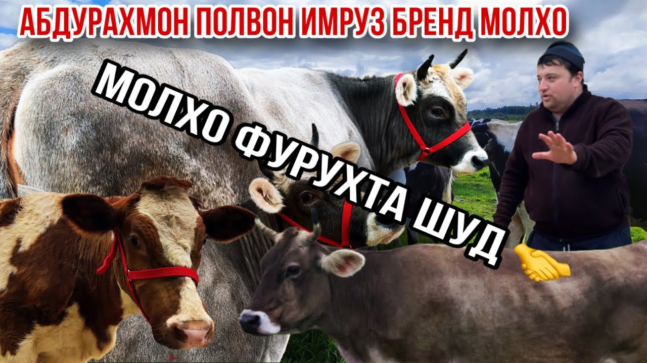 Мола баҳо тиед Абдураҳмон полвон имруз Шветцкие Айшир парода успет кунед 29 января 2026 г.