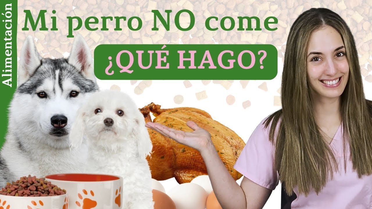 Mi perro no quiere comer 😩¿Qué hago?