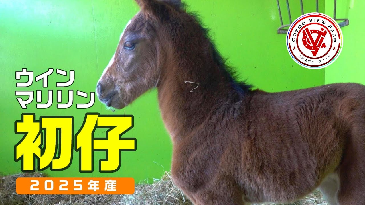 【仔馬】ウインマリリンの初仔（父タイトルホルダー）【ウインマリリンの25】～とにかくかわいい、見ればわかる～【サラブレッド】