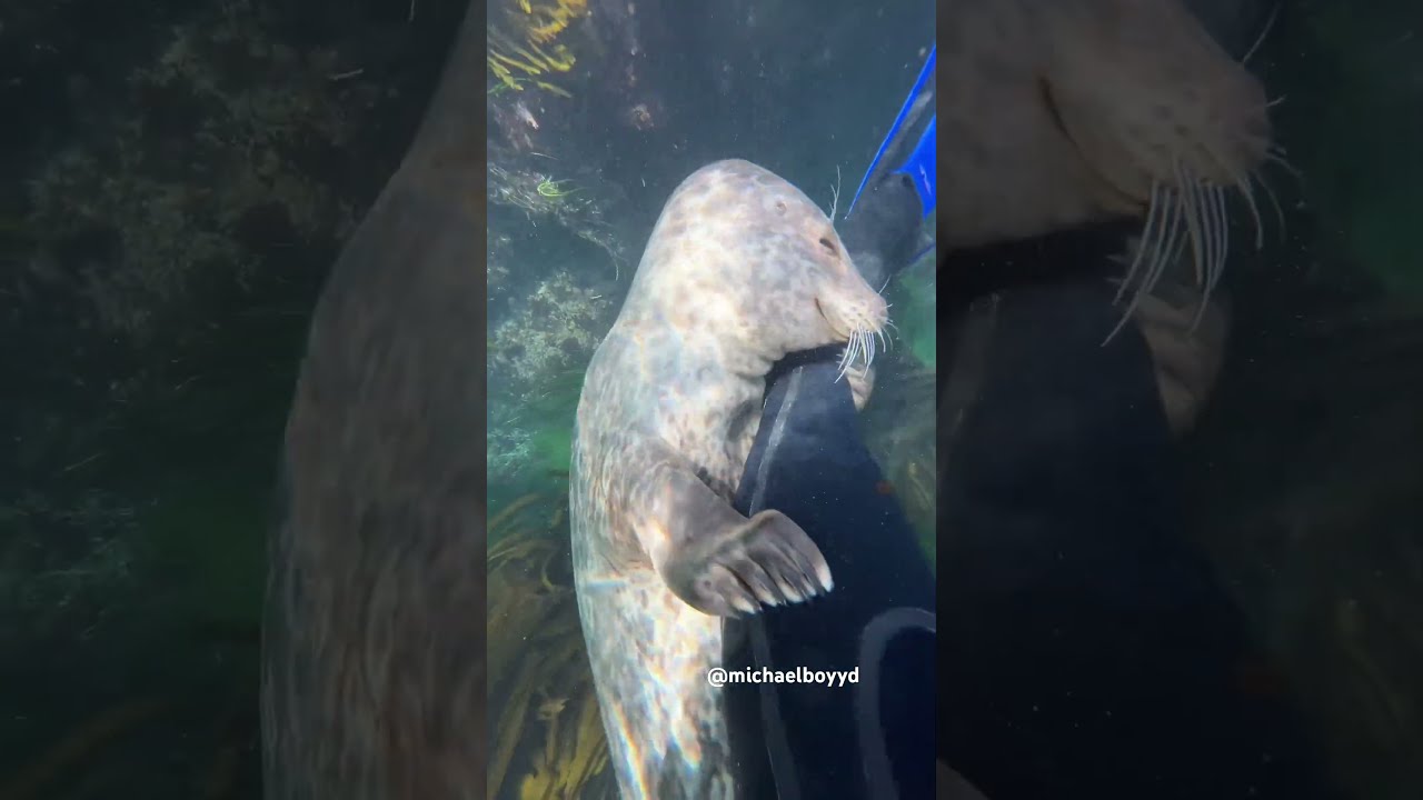 This seal put my leg in her mouth