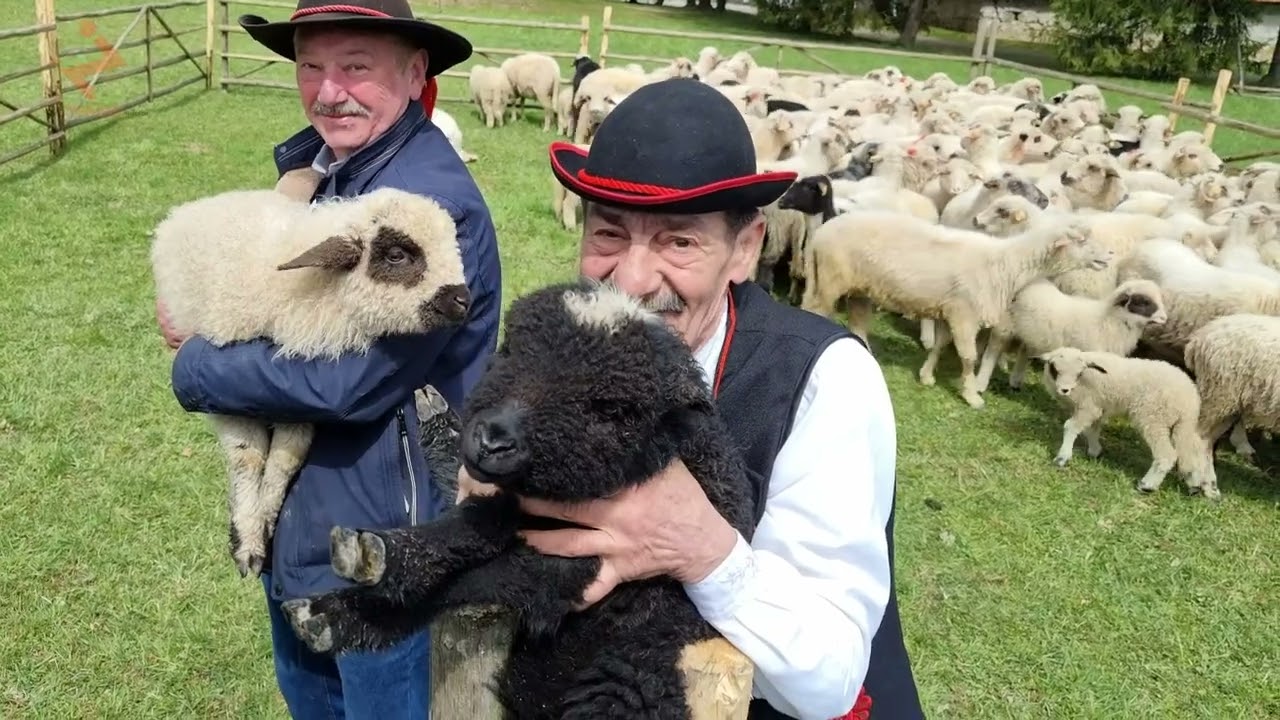 🐑✨ Zakończenie Sezonu Pasterskiego 2025!  Zwiastun ✨