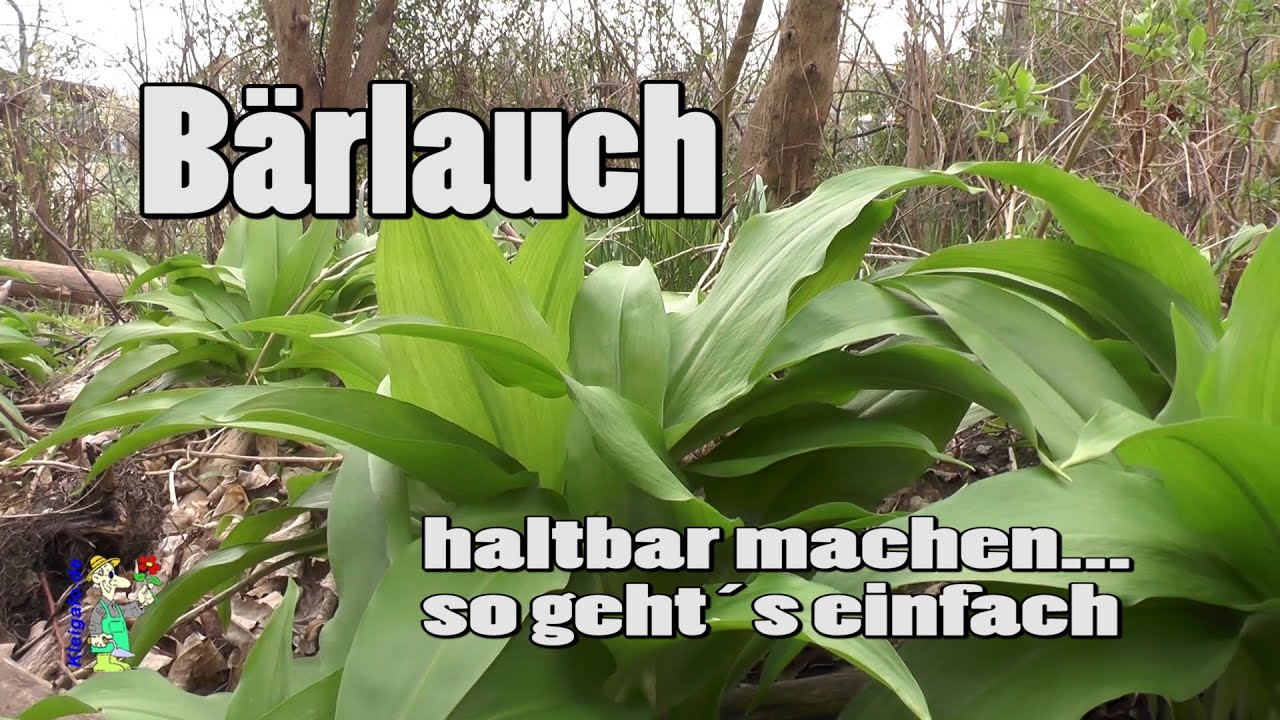 Bärlauch haltbar machen - so geht es einfach (5 Versionen)