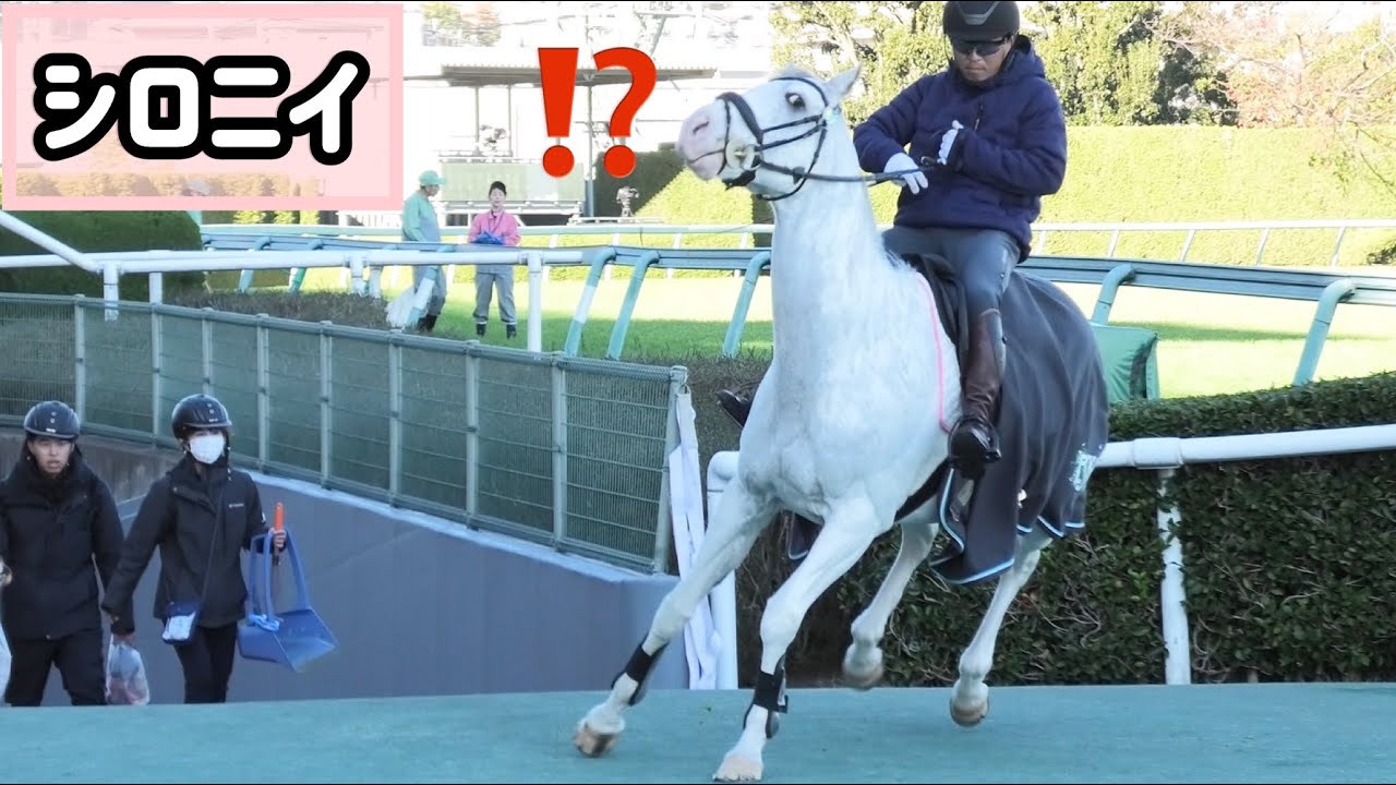 【誘導馬】ちりとりを持った職員さんにビビって逃げ出すシロニイ