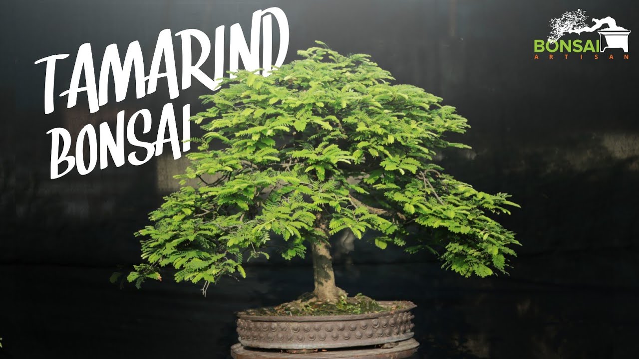 | How to transfer Big tob to Bonsai pot Tamarindus Indica Bonsai for Beginner | KH. AQIB JABED |