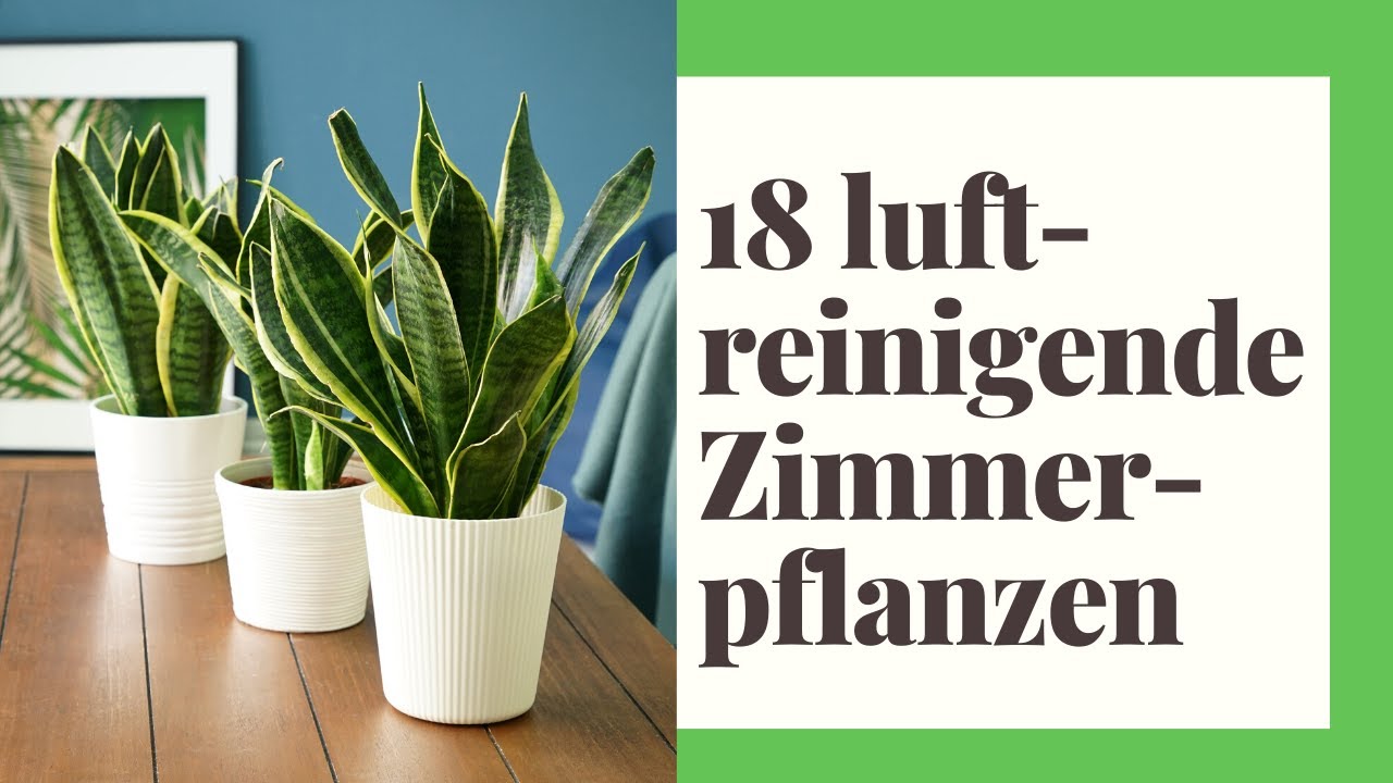 18 effektive luftreinigende Zimmerpflanzen f&uuml;r ein frisches Raumklima!