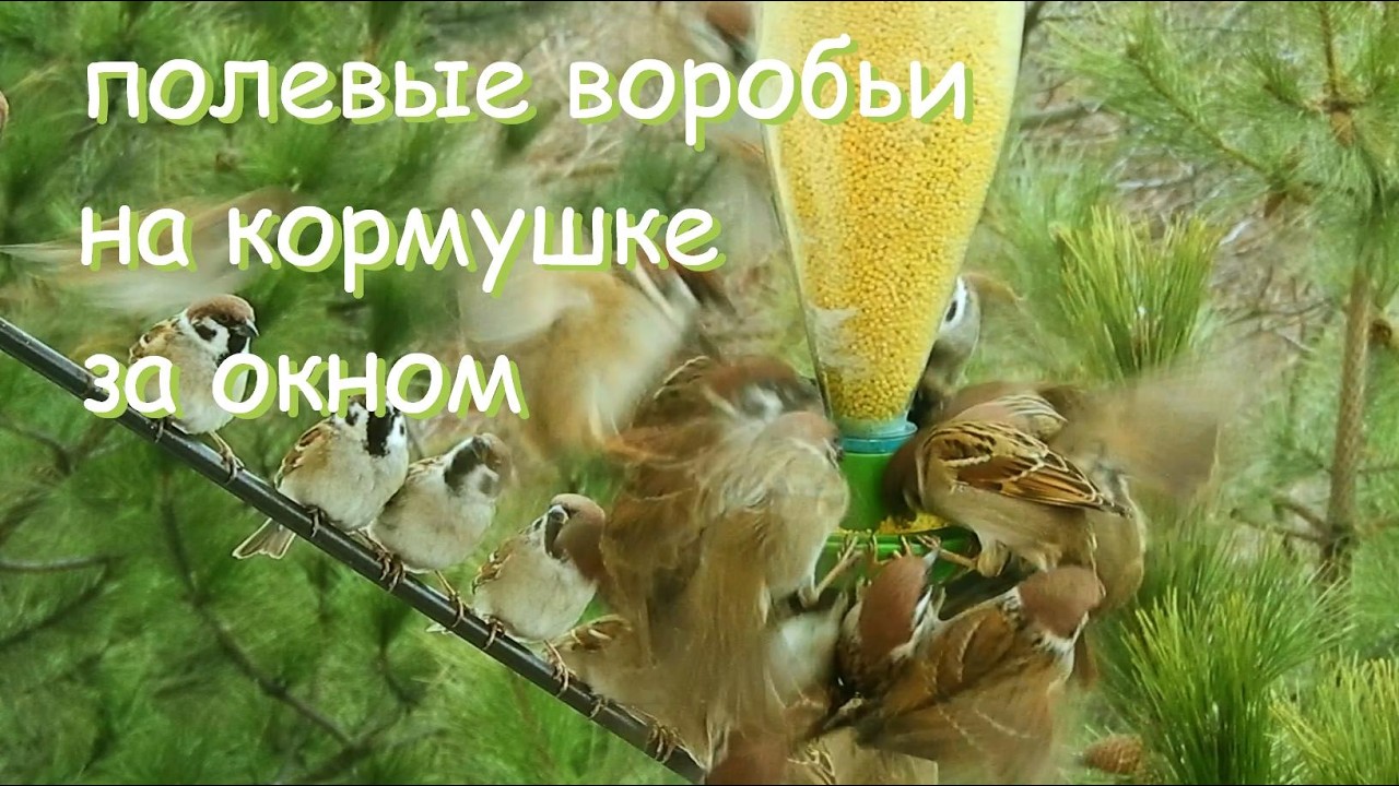воробьи на кормушке за окном