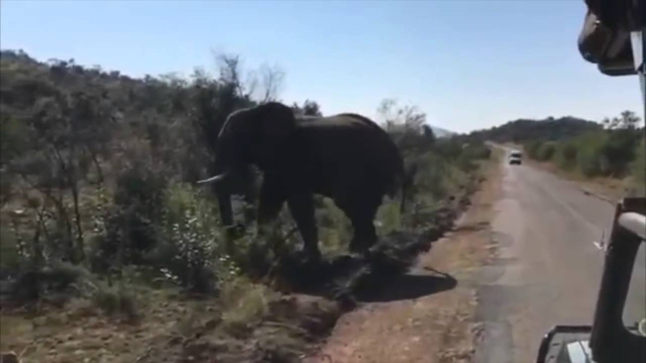 Arnold gets chased by an elephant