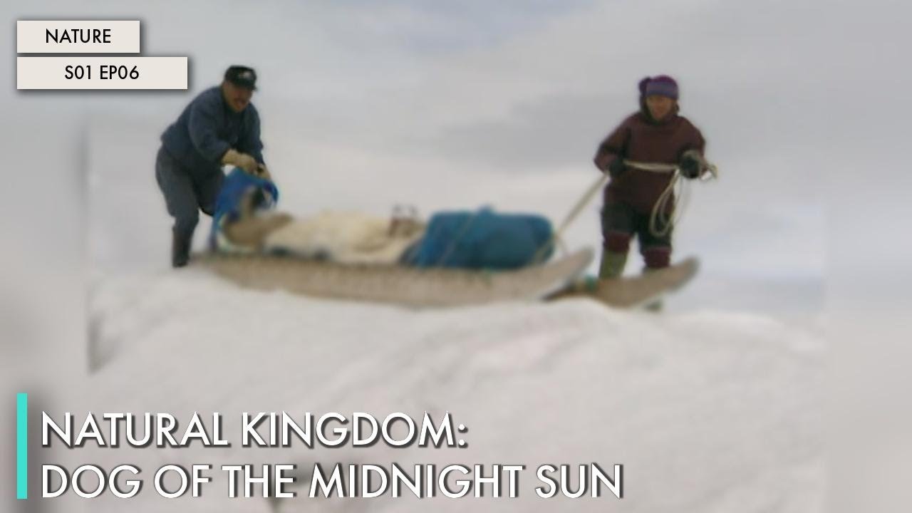 Natural Kingdom: Dog of the Midnight Sun